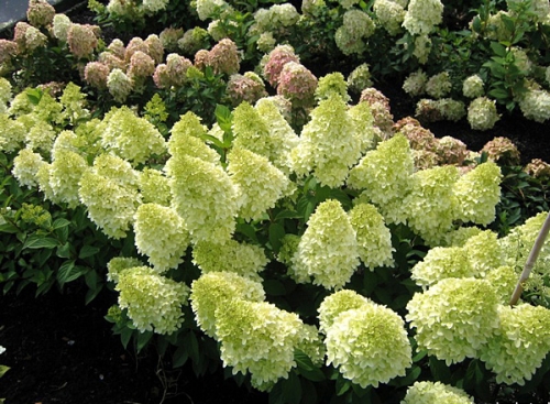 Hydrangea paniculata 'Magical Candle ®'
